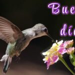 10 frases de bon dia alegres para empezar el día con energía