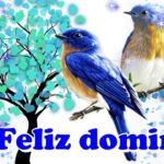 10 gifs de buenos días para alegrar tu domingo