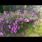 10 imágenes de lluvia bonitas para alegrar tu día