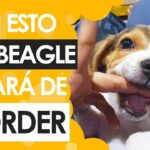 10 técnicas efectivas para educar a tu beagle y prevenir mordeduras