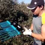 10 técnicas efectivas para recolectar aceitunas y maximizar tu cosecha