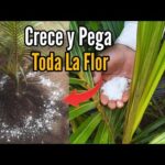 5 medidas para prevenir el crecimiento excesivo de palmeras