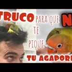 5 métodos efectivos para evitar que tu pájaro te pique