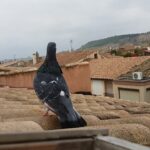7 consejos para atraer palomas a tu palomar de manera efectiva