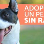 Adopta un perro pequeño en Coruña y llena tu vida de amor