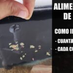 Alimenta a tu pez de forma adecuada Consejos sobre bolitas de comida