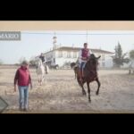 Alquila un caballo y vive la experiencia del Rocío en primera persona