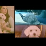 Alquiler de apartamentos en la Costa del Sol para mascotas