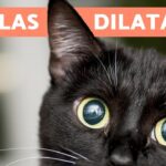 Análisis de salud felina ¿Por qué mi gata tiene una pupila dilatada?
