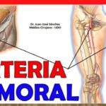 Arteria femoral ubicación y función en el cuerpo humano