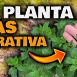 Asientos de mimbre ¿Conoces la planta detrás de este arte?