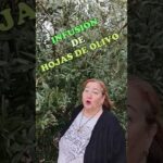 Beneficios de la infusión de hojas de olivo para la salud