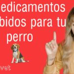 Biodramina para perros ¿Seguro o peligroso? Descubre la verdad