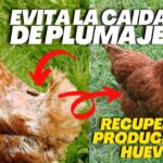 Características de las gallináceas con penacho de plumas en la cabeza