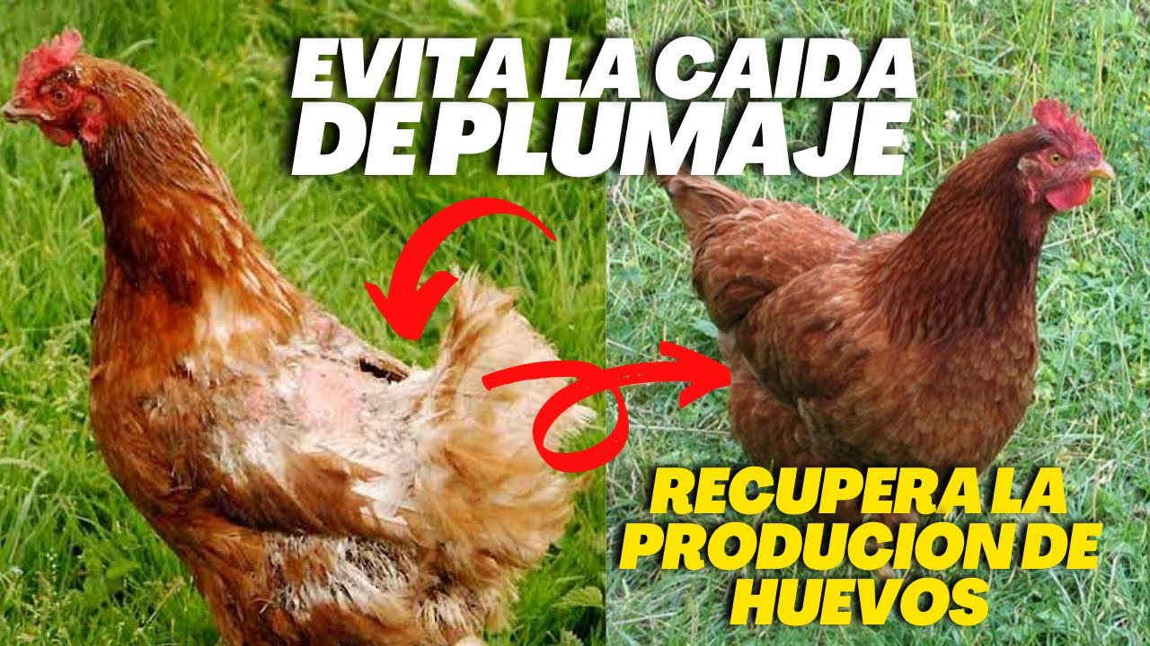 Características de las gallináceas con penacho de plumas en la cabeza