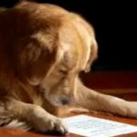 Carta conmovedora de un perro fallecido a su dueño un relato emotivo