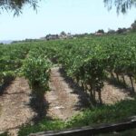 Casa Sicilia: un oasis de tranquilidad en Novelda