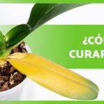 Causas de hojas amarillas en orquídeas Guía para solucionar el problema