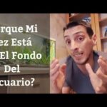 Causas de por qué tu pez se queda en el fondo del acuario