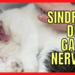 Causas y tratamientos de espasmos en patas de gatos Guía completa