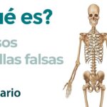 Cavidades entre costillas y cadera función y ubicación en el cuerpo