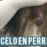 Celo de perra y diarrea ¿Qué relación tienen?