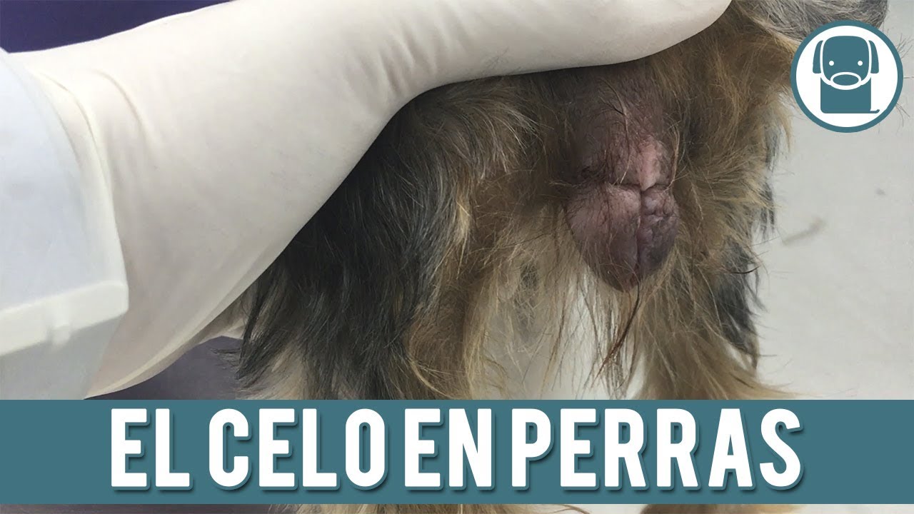 Celo de perra y diarrea ¿Qué relación tienen? - Tras Tucada