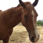 Club Hípic Sant Mateu: Un oasis para los amantes de la equitación
