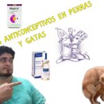 Cómo cortar la leche de una perra sin cachorros Guía segura y efectiva