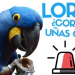 Cómo cortar las uñas a un loro de forma segura y efectiva