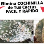 Cómo curar un cactus amarillo consejos para su recuperación
