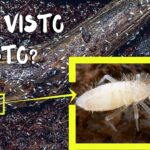 Cómo eliminar bichitos blancos en tierra de plantas guía práctica