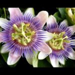 Cómo extraer semillas de la flor de la pasión en 5 pasos