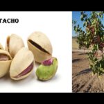 Cómo hacer un injerto de pistacho en un árbol de almendro