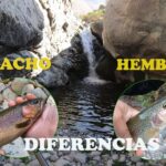 Cómo identificar si un salmón es macho Guía para pescadores