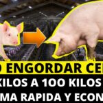 ¿Cómo llamar a los cerdos de 4 meses correctamente? Consejos prácticos
