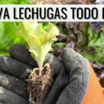 Cómo plantar lechugas a partir de otra guía completa y práctica