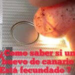 Cómo saber si un huevo de canario está fecundado en 5 señales