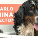 Cómo tocar a tu perro después de aplicarle la pipeta de forma segura