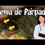 Cómo tratar la hinchazón en los ojos de tu tortuga y estimular su apetito