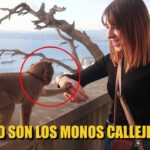 Cómo ver los monos de Gibraltar a pie guía completa y consejos