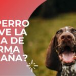 Comportamiento anormal en perros ¿Por qué hacen cosas extrañas con la boca?