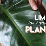 Consejos de cuidado para plantas grandes y saludables en exteriores