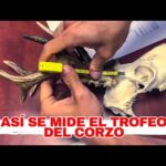 Corzos de medalla Peso mínimo para conseguir la hazaña