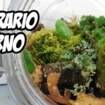 Crea un mundo en miniatura: aprende cómo hacer un terrario infinito