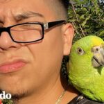¿Cuál es la relación entre un loro, un mico y un señor de Puerto Rico?