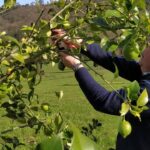 Cuándo podar un limonero de 4 estaciones Guía práctica y consejos