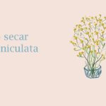 ¿Cuánto tiempo puede sobrevivir la paniculata sin agua?