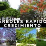 Cuidado fácil de árboles de sombra Raíces y características