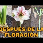 Cuidados para lirios después de la floración Guía práctica del experto